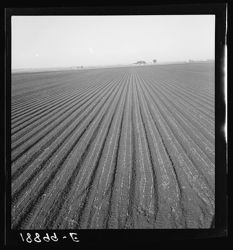 Salinas Valley, California. Large scale, commercial agriculture. This single California county (Monterey) shipped 20,096 carlots of lettuce in 1934, or forty-five percent of all carlot shipments in the United States. In the same year 73.8 percent of all United States carlot shipments were made from 