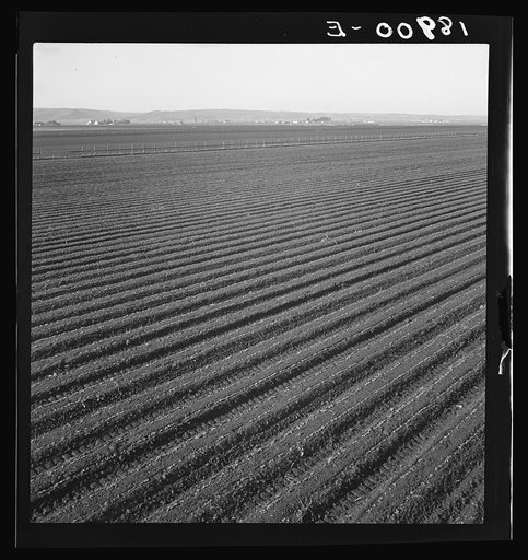 Salinas Valley, California. Large scale, commercial agriculture. This single California County (Monterey) shipped 20,096 carlots of lettuce in 1934, or forty-five percent of all carlot shipments in the United States. In the same year 73.8 percent of all United States carlot shipments were made from 