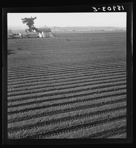 Salinas Valley, California. Large scale, commercial agriculture. This single California County (Monterey) shipped 20,096 carlots of lettuce in 1934, or forty-five percent of all carlot shipments in the United States. In the same year 73.8 percent of all United States carlot shipments were made from 