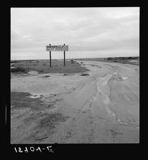 Untitled photo, possibly related to: Kern County, California. Beside U.S. 99. Large-scale agriculture