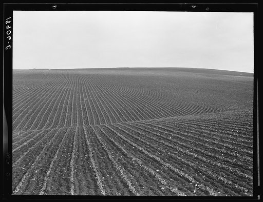 Near Santa Maria, California. Large-scale pea fields. These peas must be handpicked by gangs of laborers for fresh table use. Frozen food process is not used in marketing California peas, although it may be introduced. Frozen peas in southern New Jersey and peas for canning in Wisconsin are machine-