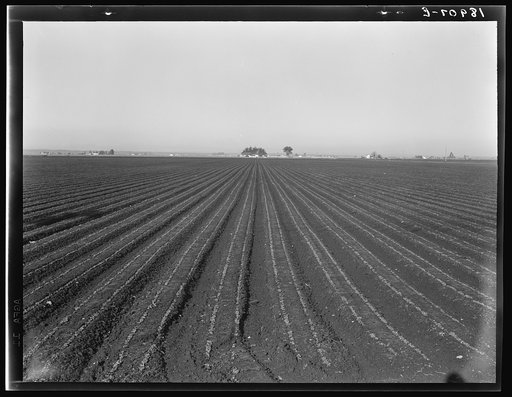 Untitled photo, possibly related to: Salinas Valley, California. Large scale, commercial agriculture. This single California county (Monterey) shipped 20,096 carlots of lettuce in 1934, or forty-five percent of all carlot shipments in the United States. In the same year 73.8 percent of all United St