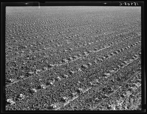 Untitled photo, possibly related to: Near Santa Maria, California. Large-scale pea fields. These peas must be handpicked by gangs of laborers for fresh table use. Frozen food process is not used in marketing California peas, although it may be introduced. Frozen peas in southern New Jersey and peas 