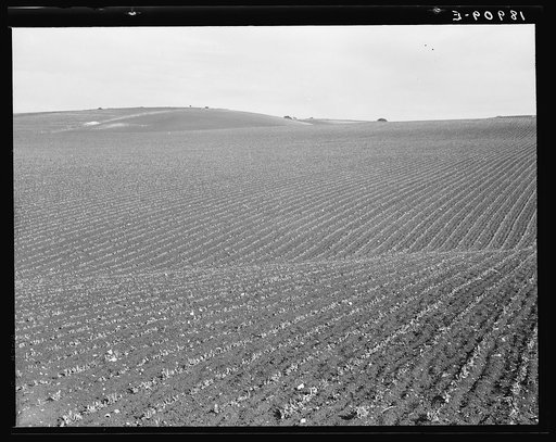 Near Santa Maria, California. Large-scale pea fields. These peas must be handpicked by gangs of laborers for fresh table use. Frozen food process is not used in marketing California peas, although it may be introduced. Frozen peas in southern New Jersey and peas for canning in Wisconsin are machine-