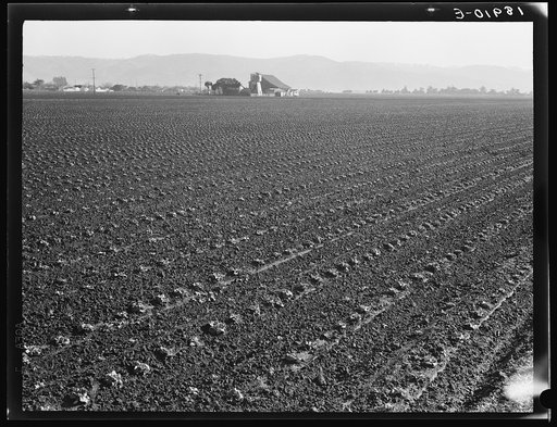 Untitled photo, possibly related to: Salinas Valley, California. Large scale, commercial agriculture. This single California County (Monterey) shipped 20,096 carlots of lettuce in 1934, or forty-five percent of all carlot shipments in the United States. In the same year 73.8 percent of all United St