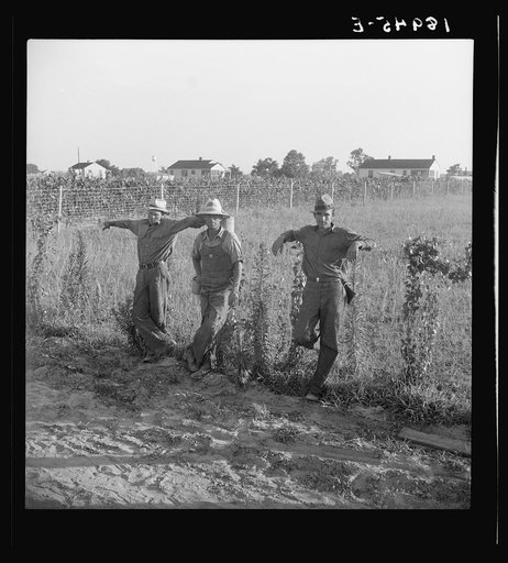 Farm Security Administration (FSA) cooperative farm, Lake Dick, Arkansas. All farmers on this project are young Arkansas farmers selected from all parts of the state