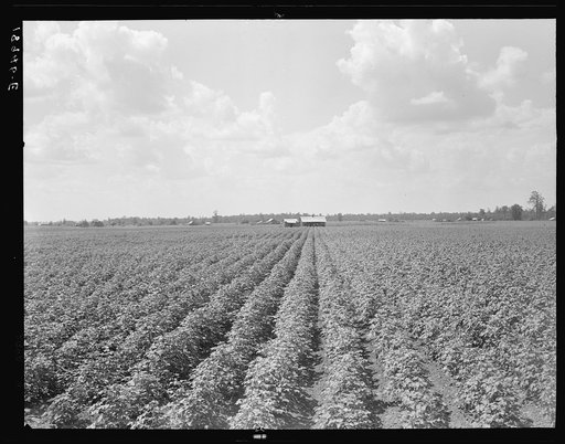 Delta plantation landscape south of Wilson, Arkansas
