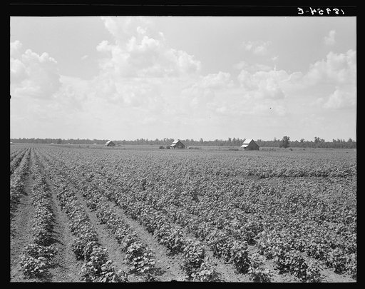Untitled photo, possibly related to: Delta plantation landscape south of Wilson, Arkansas