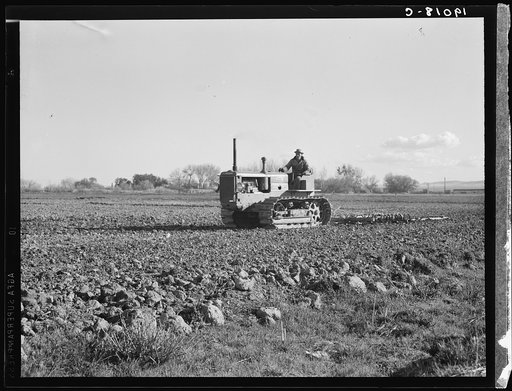 Cultivating potato field. California