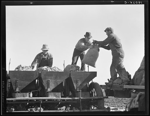 Loading bins of potato planter which fertilizes and plants potatoes in one operation. Kern County, California