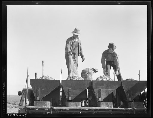 Loading bins of potato planter with fertilizer and seed from trailer at edge of field. Kern County, California