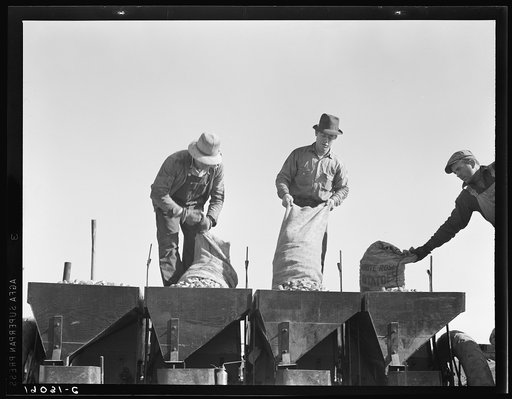 Untitled photo, possibly related to: Loading bins of potato planter with fertilizer and seed from trailer at edge of field. Kern County, California