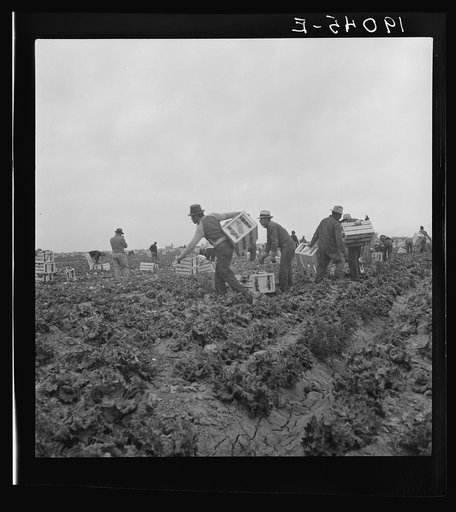 Filipinos waiting for the signal to start cutting lettuce. Near Westmorland, Imperial Valley, California