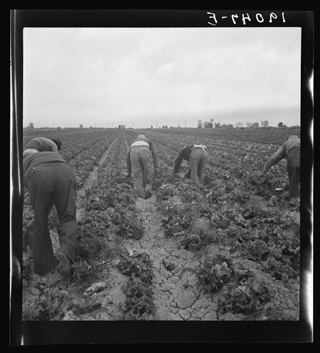 Untitled photo, possibly related to: Filipinos waiting for the signal to start cutting lettuce. Near Westmorland, Imperial Valley, California