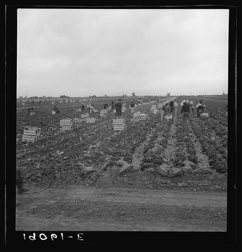 Near Westmorland. Filipinos cutting lettuce. California