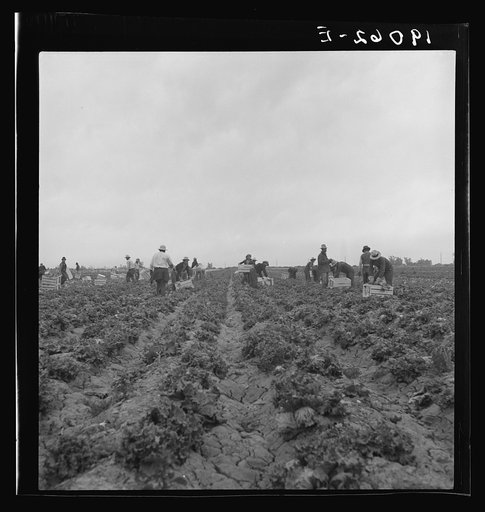 Near Westmorland. Filipinos cutting lettuce. California