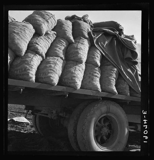 Kern County, California. Truck loaded with potato seed
