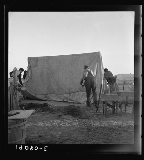Farm Security Administration (FSA) migratory labor camp (emergency). Migrant family, new arrivals, erect their tent on allotted camp site. Calipatria, Imperial Valley, California