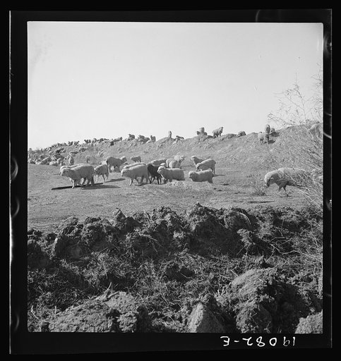 Imperial Valley, California. Sheep grazing by irrigation canal