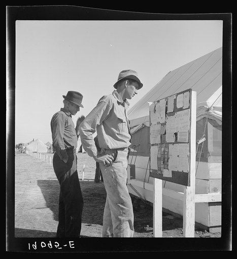 Farm Security Administration (FSA) migratory labor camp (emergency). Migratory workers, in camp for the pea harvest, scan the bulletin board at entrance