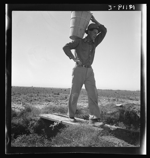 Untitled photo, possibly related to: Pickers coming into the weigh master. Pea field near Calipatria, California