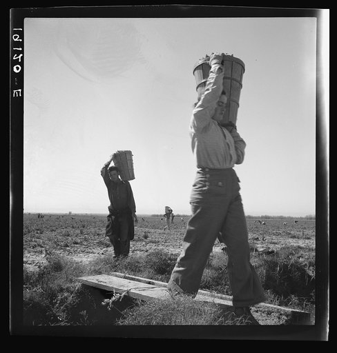 Untitled photo, possibly related to: Pickers coming into the weigh master. Pea field near Calipatria, California