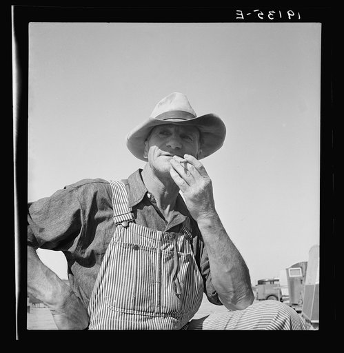 Untitled photo, possibly related to: Nebraska farmer come to pick peas. Near Calipatria, California