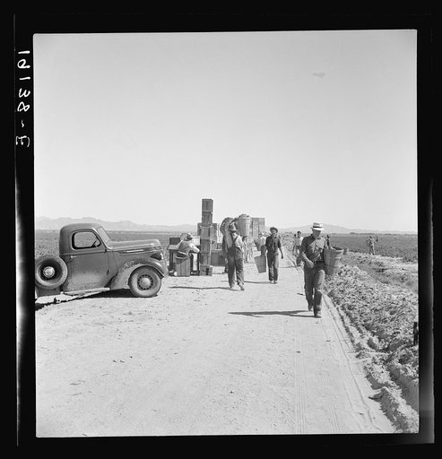 Untitled photo, possibly related to: Near Calipatria. Five hundred pea pickers in field of large-scale Sinclair Ranch newly planted to peas. California