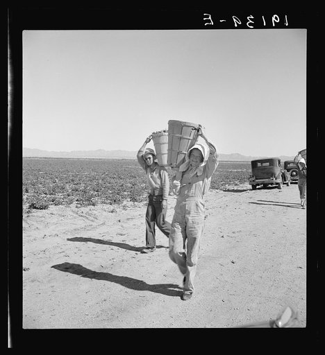 Pea pickers coming in to the weigh master. Near Calipatria, California. Sinclair Ranch