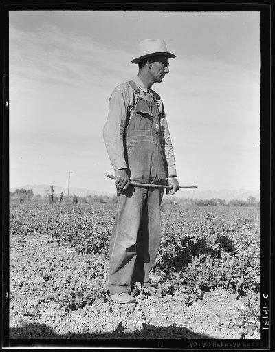 Row boss. Formerly a pea picker. Near Calipatria, California