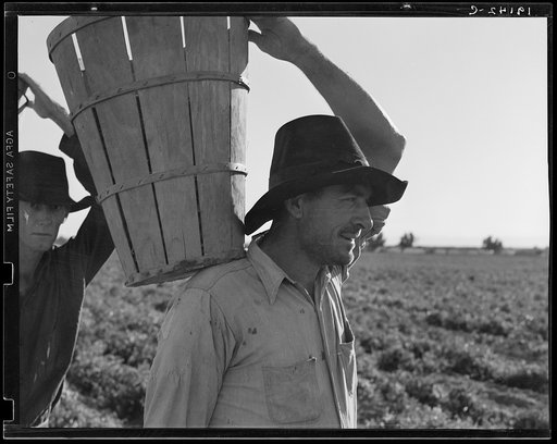 Pickers coming into the weigh master. Pea field near Calipatria, California