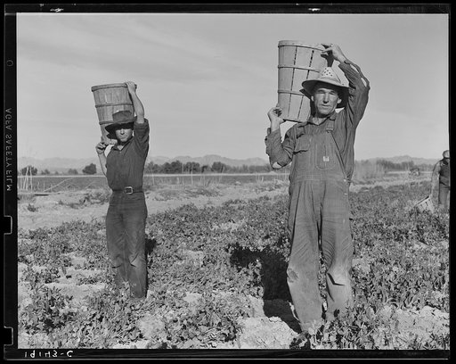 Pea pickers coming into the weigh master. Near Calipatria, California