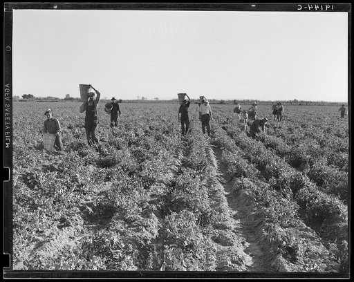 Untitled photo, possibly related to: End of the day. Near Calipatria, California. Pea pickers