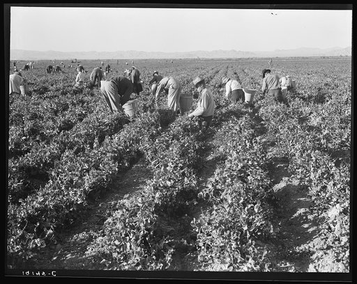 500 pea pickers in field of large-scale Sinclair Ranch. Newly planted to peas. Near Calipatria, California