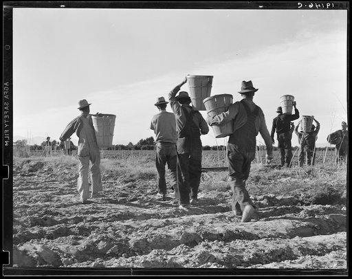 Pea pickers. End of the day. Near Calipatria. California