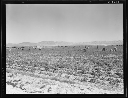 Untitled photo, possibly related to: 500 pea pickers in field of large-scale Sinclair ranch, newly planted to peas. Near Calipatria, California