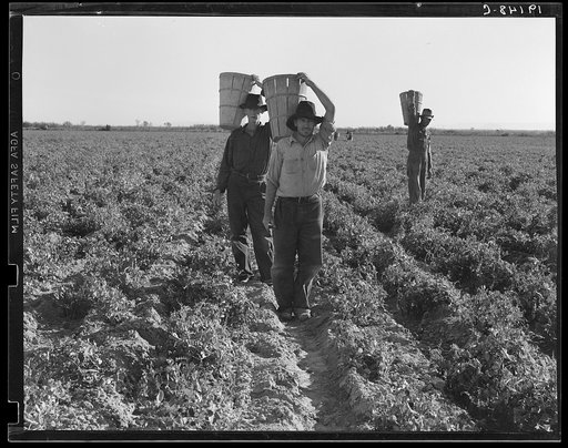 End of the day. Near Calipatria, California. Pea pickers