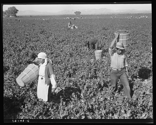 Pea pickers near Calipatria, California