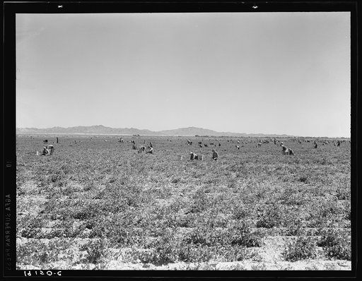 500 pea pickers in field of large-scale Sinclair ranch, newly planted to peas. Near Calipatria, California