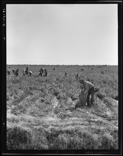 Untitled photo, possibly related to: Pea pickers near Calipatria, California