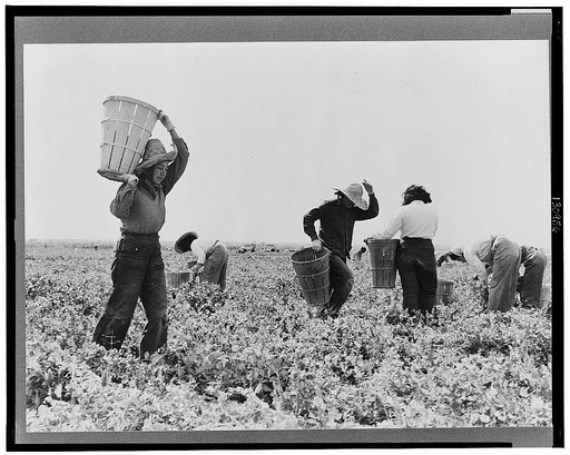 Pea pickers near Calipatria, California