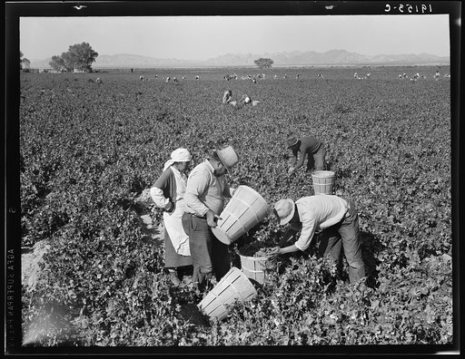 Pea pickers near Calipatria, California