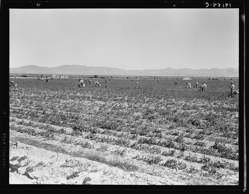 Untitled photo, possibly related to: 500 pea pickers in field of large-scale Sinclair ranch, newly planted to peas. Near Calipatria, California
