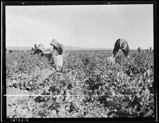 Pea pickers near Calipatria, California