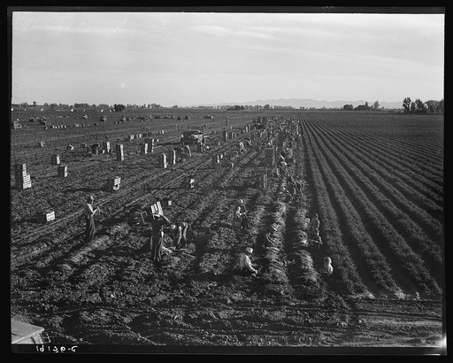 Near Meloland, Imperial Valley. Large scale agriculture. Gang labor, Mexican and white, from the Southwest. Pull, clean, tie and crate carrots for the eastern market for eleven cents per crate of forty-eight bunches. Many can make barely one dollar a day. Heavy oversupply of labor and competition fo