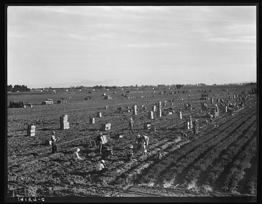 Near Meloland, Imperial Valley. Large scale agriculture. Gang labor, Mexican and white, from the Southwest. Pull, clean, tie and crate carrots for the eastern market for eleven cents per crate of forty-eight bunches. Many can make barely one dollar a day. Heavy oversupply of labor and competition fo