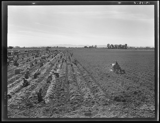 Untitled photo, possibly related to: Near Meloland, Imperial Valley. Large scale agriculture. Gang labor, Mexican and white, from the Southwest. Pull, clean, tie and crate carrots for the eastern market for eleven cents per crate of forty-eight bunches. Many can make barely one dollar a day. Heavy o