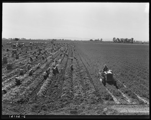 Untitled photo, possibly related to: Near Meloland, Imperial Valley. Large scale agriculture. Gang labor, Mexican and white, from the Southwest. Pull, clean, tie and crate carrots for the eastern market for eleven cents per crate of forty-eight bunches. Many can make barely one dollar a day. Heavy o