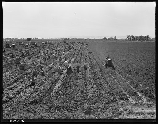 Near Meloland, Imperial Valley. Large scale agriculture. Gang labor, Mexican and white, from the Southwest. Pull, clean, tie and crate carrots for the eastern market for eleven cents per crate of forty-eight bunches. Many can make barely one dollar a day. Heavy oversupply of labor and competition fo