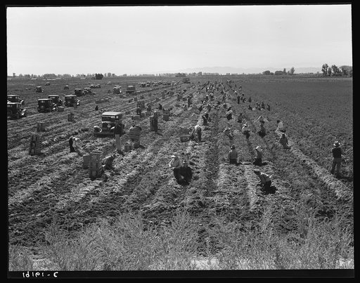 Near Meloland, Imperial Valley. Large scale agriculture. Gang labor, Mexican and white, from the Southwest. Pull, clean, tie and crate carrots for the eastern market for eleven cents per crate of forty-eight bunches. Many can make barely one dollar a day. Heavy oversupply of labor and competition fo